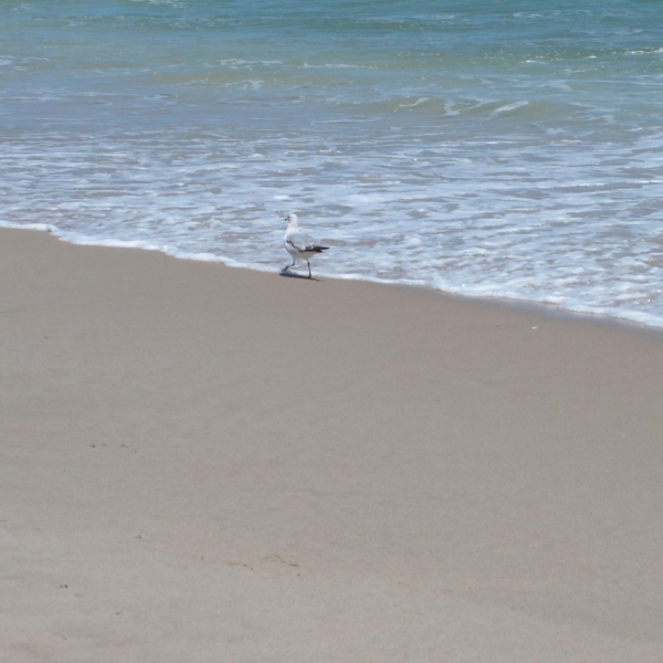 Creation of Brundle on the Beach: Step 2